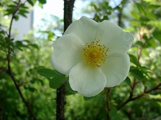 Blume